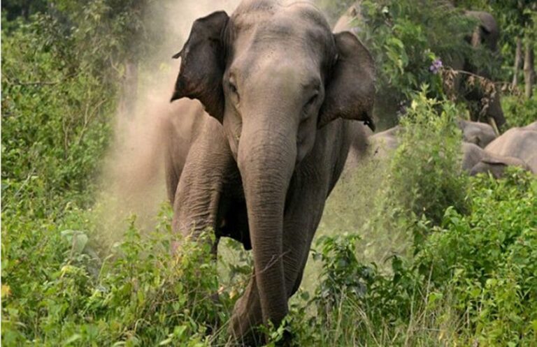 *दर्दनाक” घास लेने के लिए जंगल गई बुजुर्ग महिला को हाथी ने पटक-पटककर उतारा मौत के घाट, घटना से दहशत में लोग।*