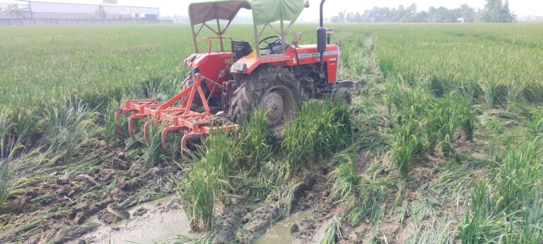 दबंगों ने धान की खड़ी फसल पर जबरन चलाया ट्रैक्टर व हैरो,मारपीट का भी आरोप।