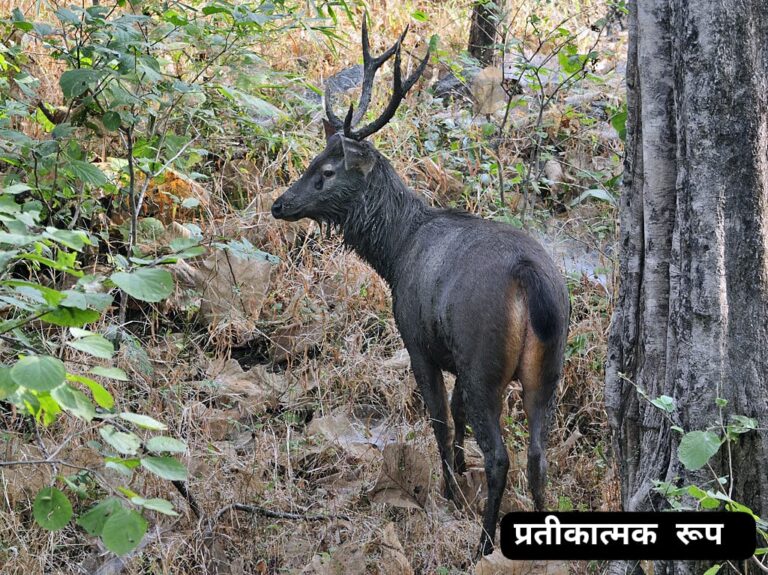 *रुद्रपुर” उजड़ते जंगलों के चलते शहरी इलाकों में जंगली जानवरों का बढ़ता दखल” भटकता हुआ सांभर पहुंचा आवास विकास क्षेत्र।*